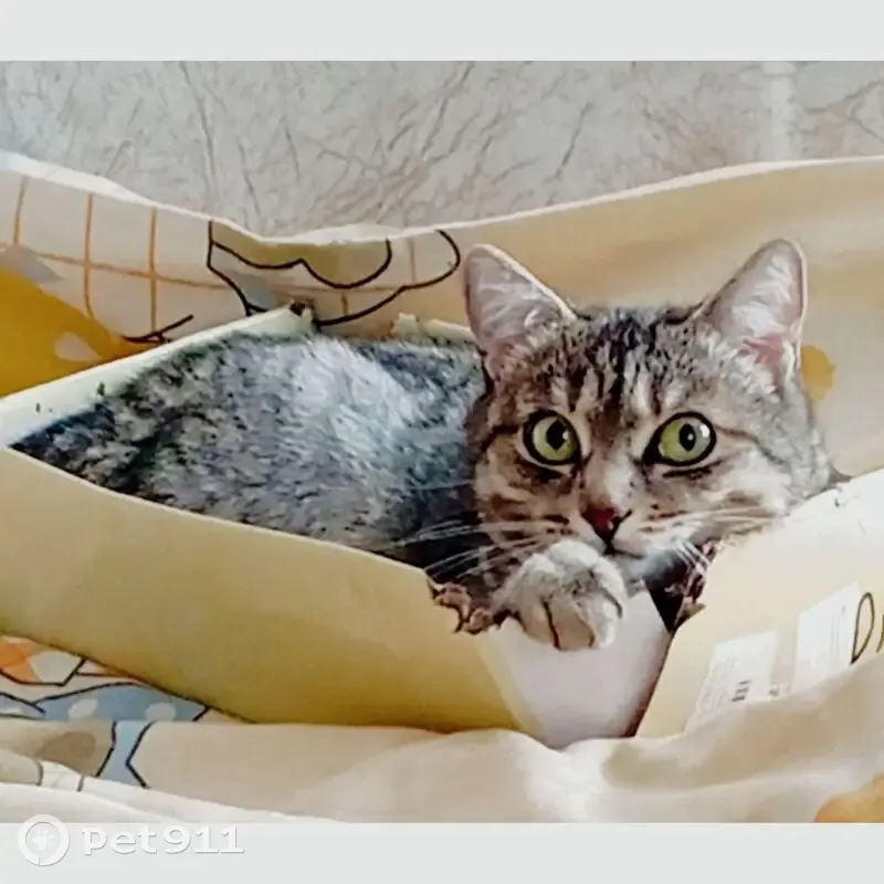 Пропала кошка, Сумская ул. 50Б, Курск - photo