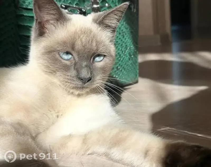Пропала сиамская кошка, ул. Добровольского - photo