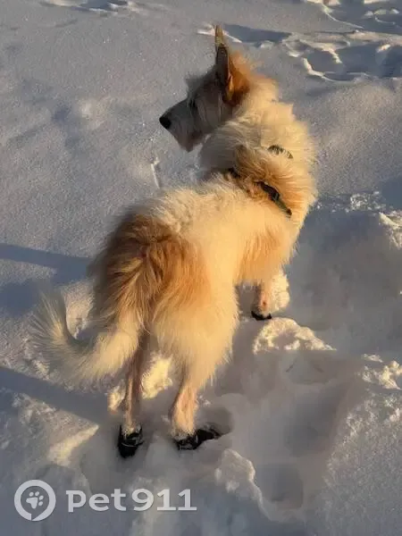 Пропала собака, проспект Мира, НЧ - photo