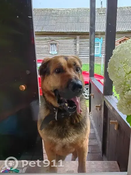 Пропала собака в Заячье-Холмском 78Н-0192 - photo