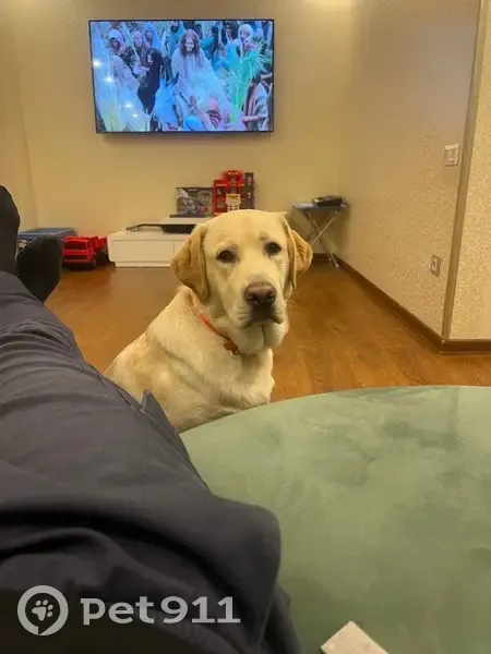 Пропала собака, Аллейная ул., Сочи - photo