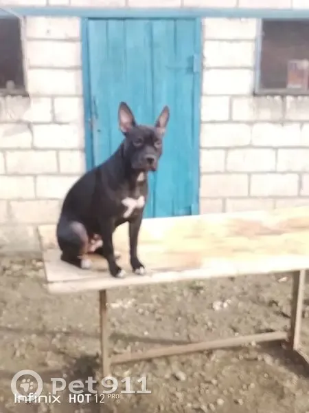 Пропала собака, Невинномысск, СК - photo