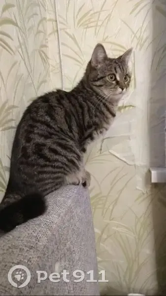 Пропала кошка, Чкаловский Спуск, Самара - photo