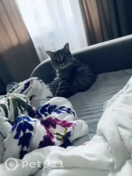 Пропала кошка, ул. Анохина, 94, Чита - photo