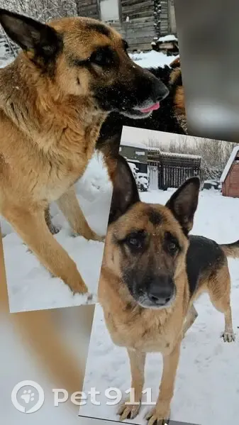 Пропала овчарка Дейзи, 2я Приручейная, 24 - photo