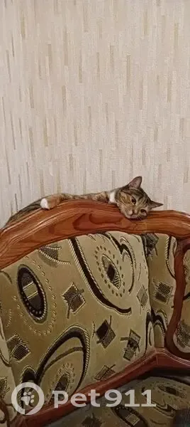 Пропала кошка, ул. Пушкина, Рязань - photo