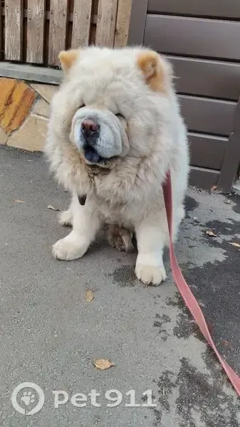 Пропала собака, ул. Володарского, Арзамас - photo