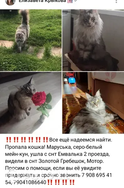 Пропала кошка, Лесная ул., Коми - photo