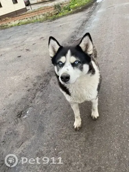 Пропала собака в пос. совхоза 