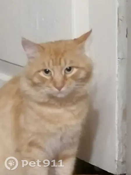 Пропала кошка, Ярославская область - photo