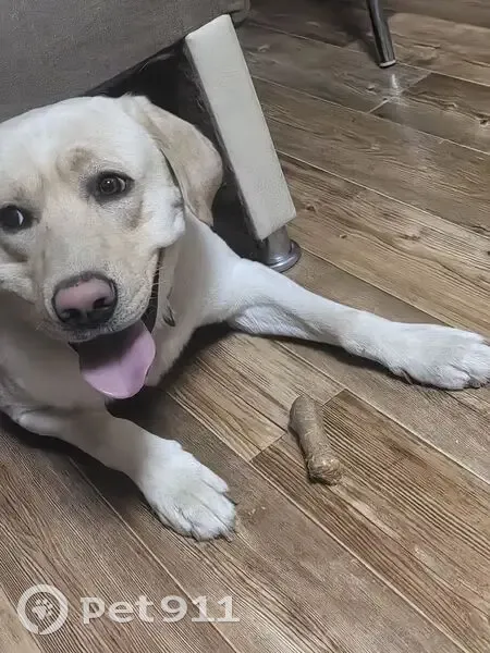 Пропала собака, Лабрадор, Улан-Удэ, 28 - photo