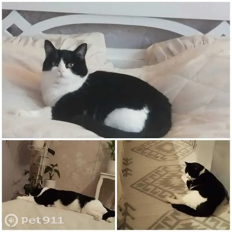 Пропала кошка, ул. Спирина, Коломна - photo