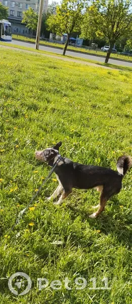 Пропала собака, пр. Славы, 37, СПб - photo