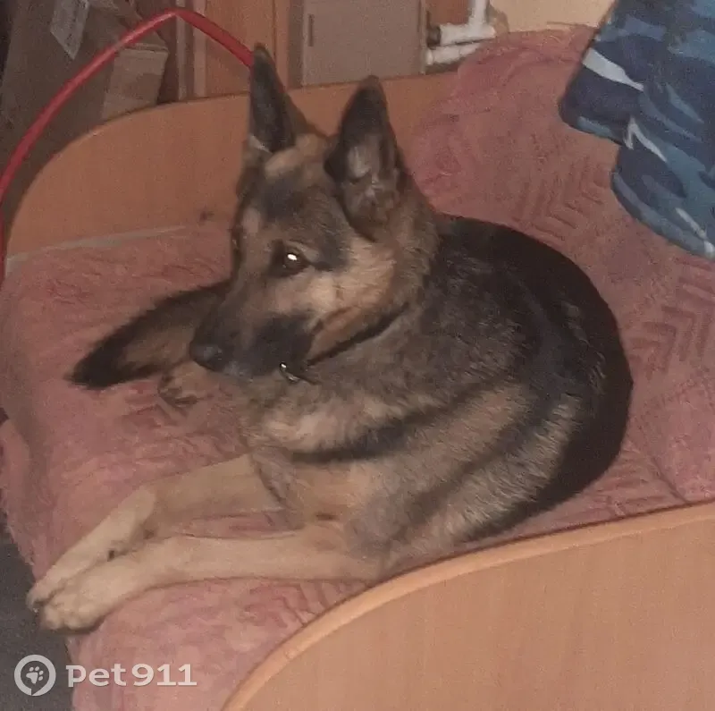 Пропала собака, Театральная пл., Саранск - photo