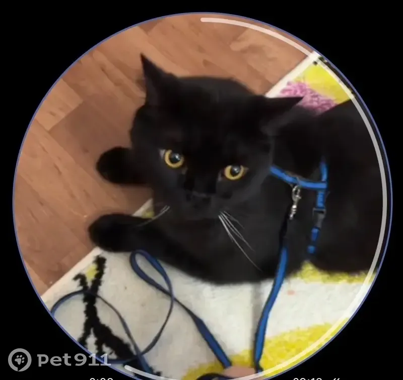 Пропала кошка, Северная ул., 37, Нижневартовск - photo