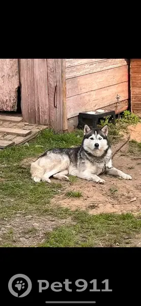 Пропала хаски у пр. Славы, СПб - photo