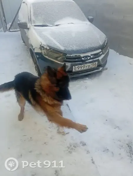 Пропала овчарка на ул. Тамарова, Оренбург - photo