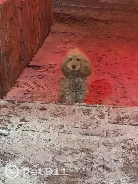 Пропала собака ул. Красная Горка, 39/56 - photo