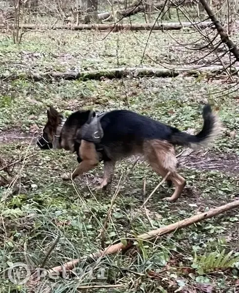 Пропала овчарка, 22/3Б, МО - photo