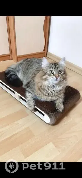 Пропала кошка, Петергоф, Собственный 36/67 - photo