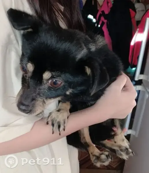 Пропала собака, автовокзал, Тобольск 44 - photo