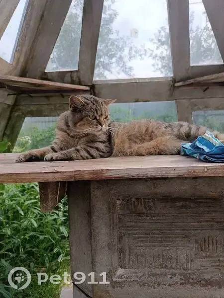 Пропала кошка, Летняя ул., Калининград - photo