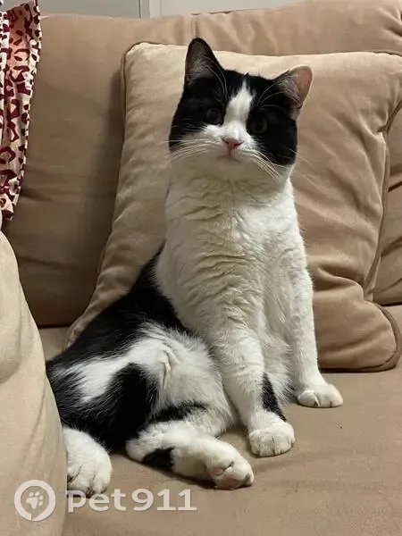 Пропала кошка, ул. Мичурина, Краснодарский край - photo