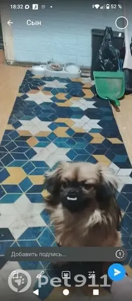 Пропала собака, Оленегорск, Мурманск - photo