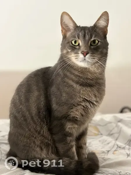 Пропала кошка, ул. Русинова, 6, Гатчина - photo