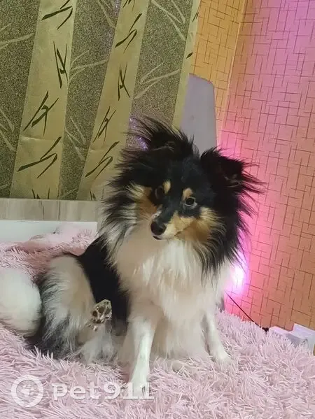 Пропала собака у 70-летия Победы, 29 - photo