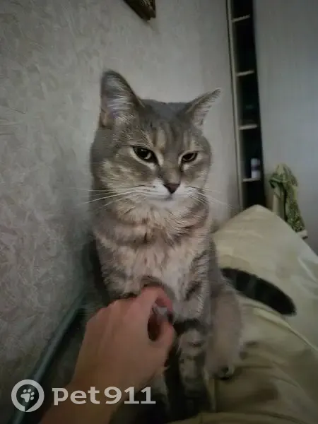 Пропала кошка, ул. Лузана 41/1, Краснодар - photo