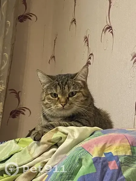 Пропала кошка, Барсуки, Микрорайон 5 - photo