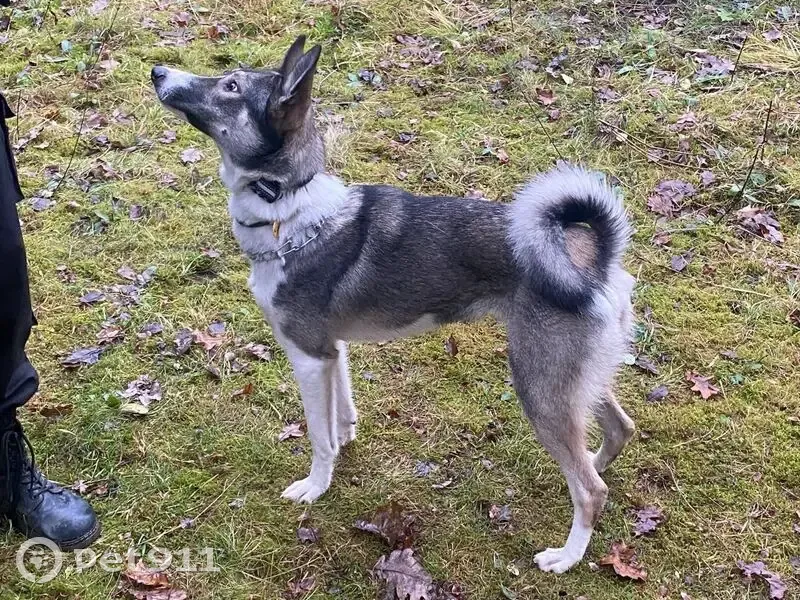 Пропала собака, Санаторная ул., Алабино - photo