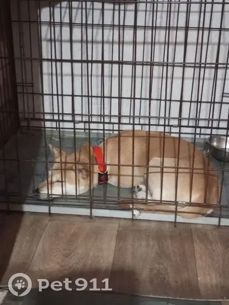 Пропала собака, 1-й Луговой пер., 36, Тобольск - photo