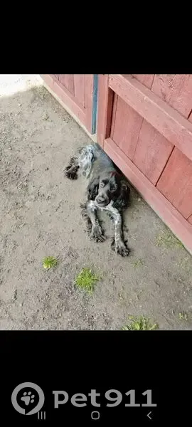 Пропала собака, Центральная ул. 76, Б. Рига - photo