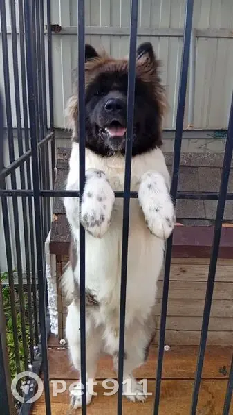 Пропала собака, Садовая 20, Московское - photo