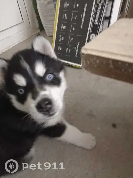 Пропала собака, Восходящая ул., Белокуриха - photo