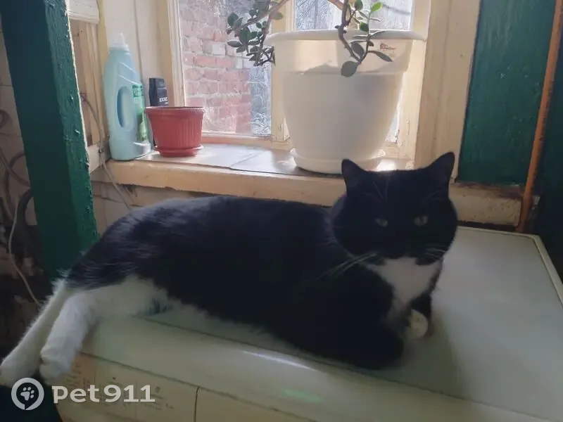 Пропала кошка, Саратов, ул. 2-я Поперечная 168 - photo