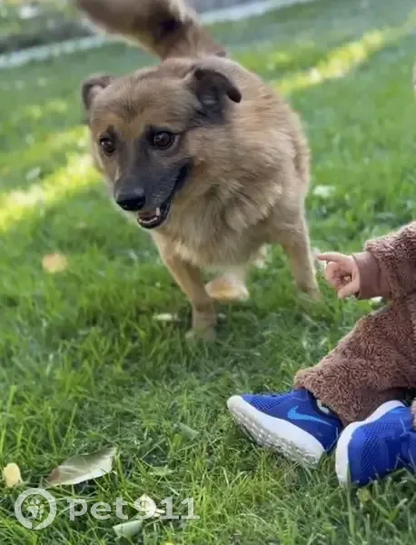 Пропала собака, ул. Стрельца, 118, Волгоград - photo