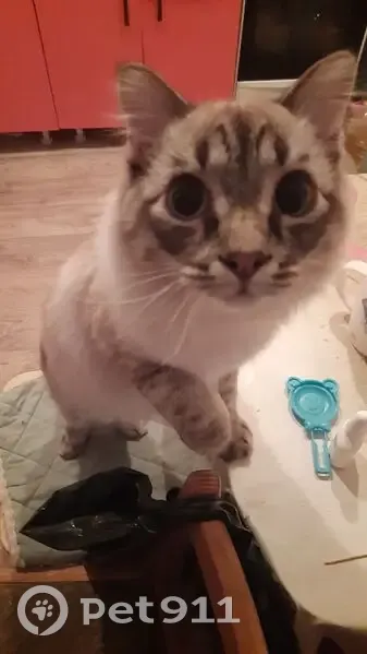 Пропала кошка, ул. Машиностроителей, Златоуст - photo