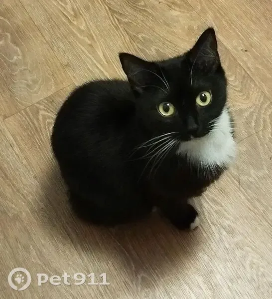 Пропала кошка, ул. Руднева, 66, Тула - photo