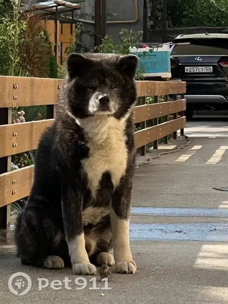 Пропала акита-ину, Интернациональная 58, Ессентуки - photo