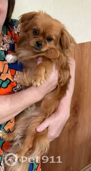 Пропала собака, Берёзовый пер., 24/1 - photo