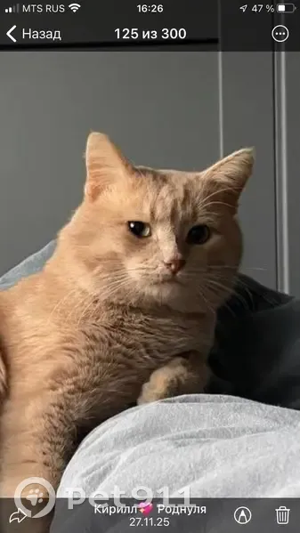 Пропала кошка, ул. Ленина, 43А, Коломна - photo