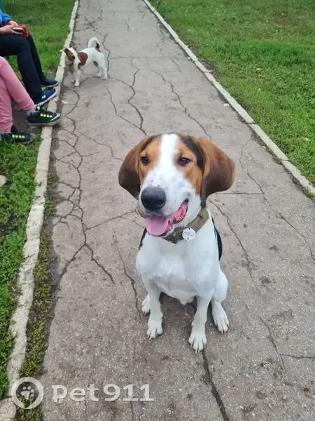 Пропала собака на Новой улице, Дмитриевка - photo