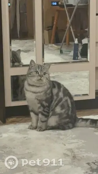 Пропал кот Симба, Венёвское шоссе, Крюково - photo