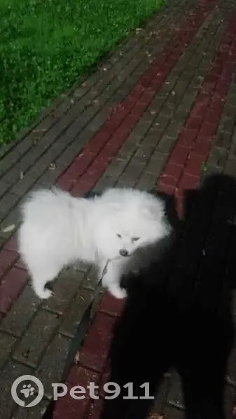 Пропала собака, Истра, МО - photo