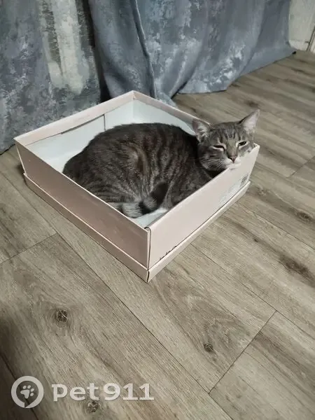 Пропала кошка, ул. Серова 35, Муром - photo