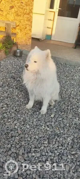 Пропала самоедская собака, Уфа, Перевалочная 3 - photo