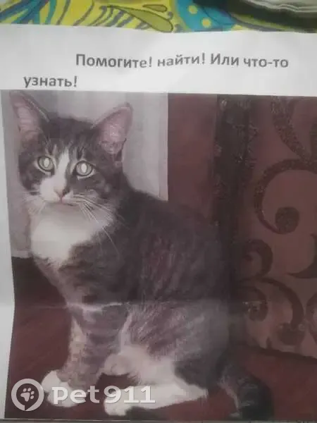 Пропала кошка, Литейная 9, Калуга - photo